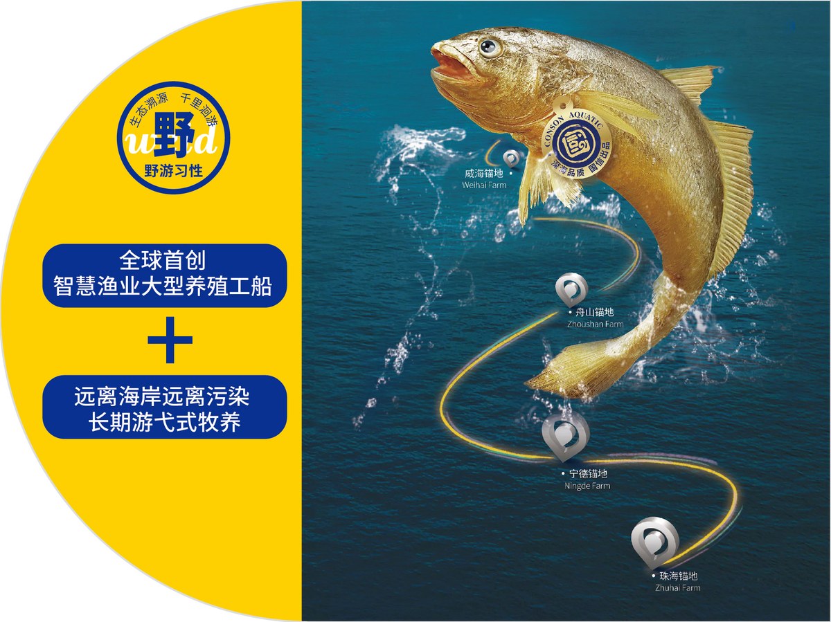 深海野游大黄鱼